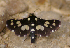 Pseudothyris sepulchralis