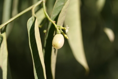 Vallesia glabra