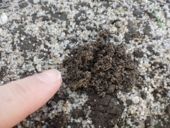 Lumbricus terrestris