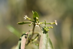 Vallesia glabra