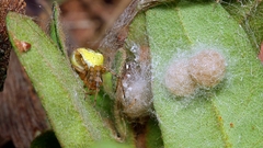 Araneus albotriangulus