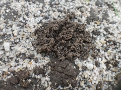 Lumbricus terrestris