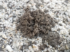 Lumbricus terrestris