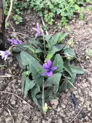 Viola inconspicua nagasakiensis