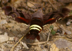 Amphion floridensis
