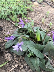 Viola inconspicua nagasakiensis