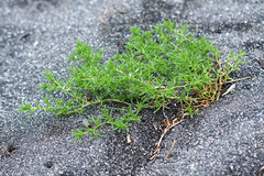 Salsola komarovii