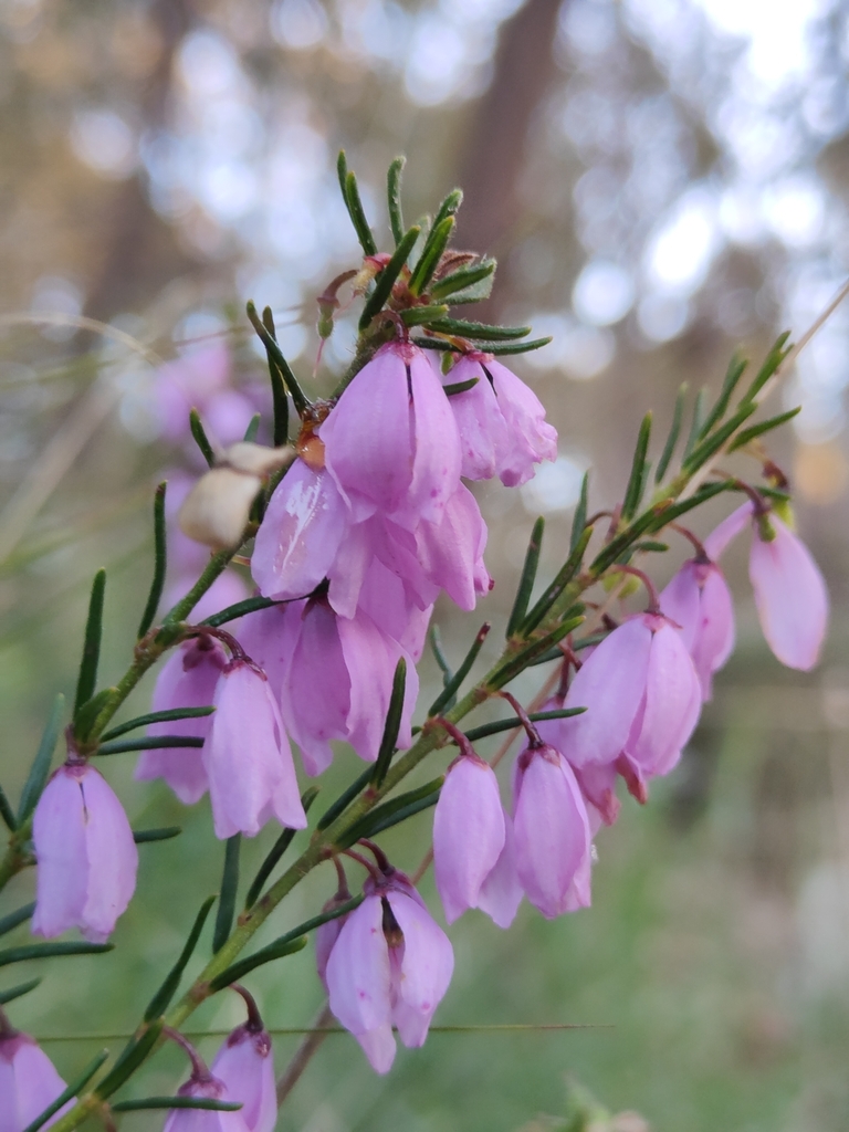 Hairy Pink-bells