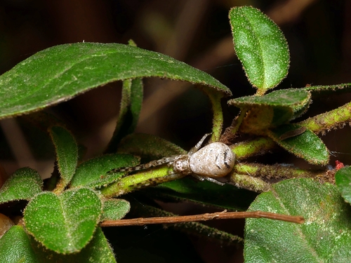 Grey Tmarus (Tmarus cinerasceus) · iNaturalist Australia