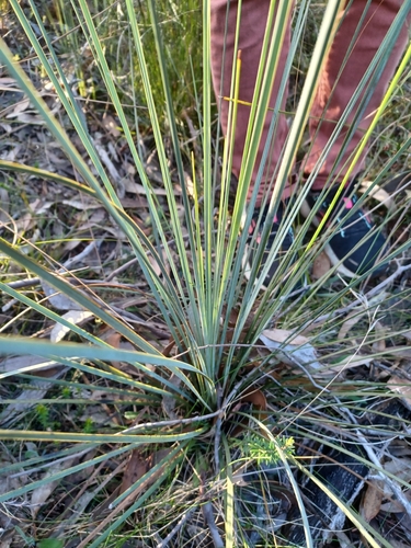 Image of Xanthorrhoea caespitosa by (c) Peter Crowcroft, some rights reserved (CC BY)