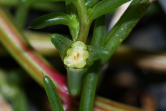 Salsola komarovii