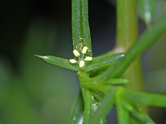 Salsola komarovii