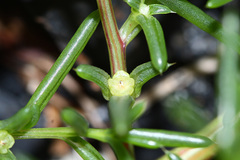 Salsola komarovii