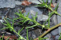 Salsola komarovii