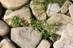 Salsola komarovii