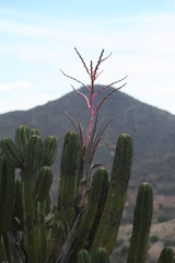 Myrtillocactus schenckii