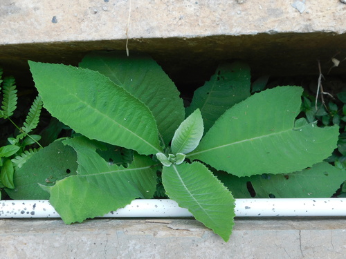 Image of Buffalo-ear by (c) Ganjar Cahyadi, some rights reserved (CC BY)