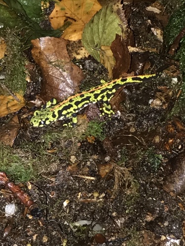 Marbled Newt, 23460 Royère-de-Vassivière, France, photo 10 of 10