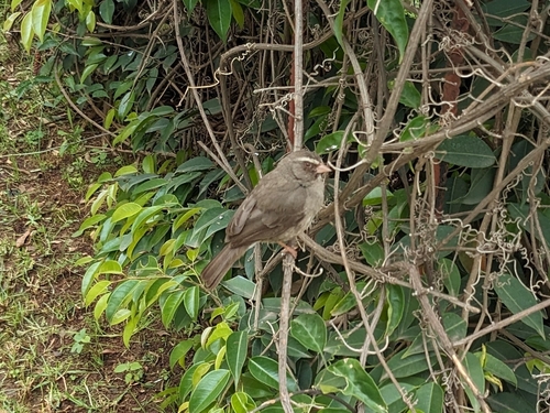 Brown-rumped Seedeater (Crithagra tristriata), photo 10