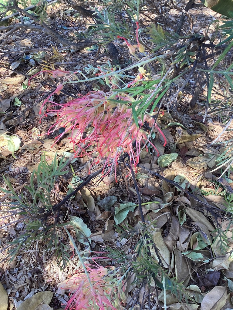 Grevilleas from Mount Terry Public School, Albion Park, NSW, AU on