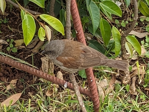 Swainson's Sparrow (Passer swainsonii), photo 9