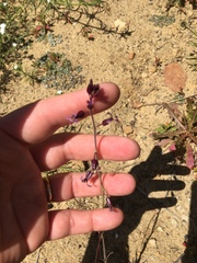 Caulanthus heterophyllus