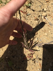 Caulanthus heterophyllus