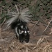 Western Spotted Skunk - Photo (c) Jeremiah, some rights reserved (CC BY-NC), uploaded by Jeremiah