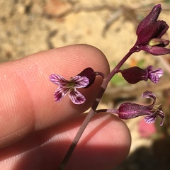 Caulanthus heterophyllus