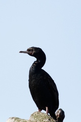 Leucocarbo chalconotus