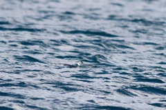 Eudyptula minor minor