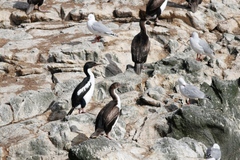 Leucocarbo chalconotus