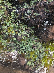 Targionia hypophylla