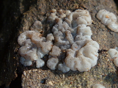Exidia novozealandica