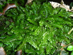 Chiloscyphus coalitus