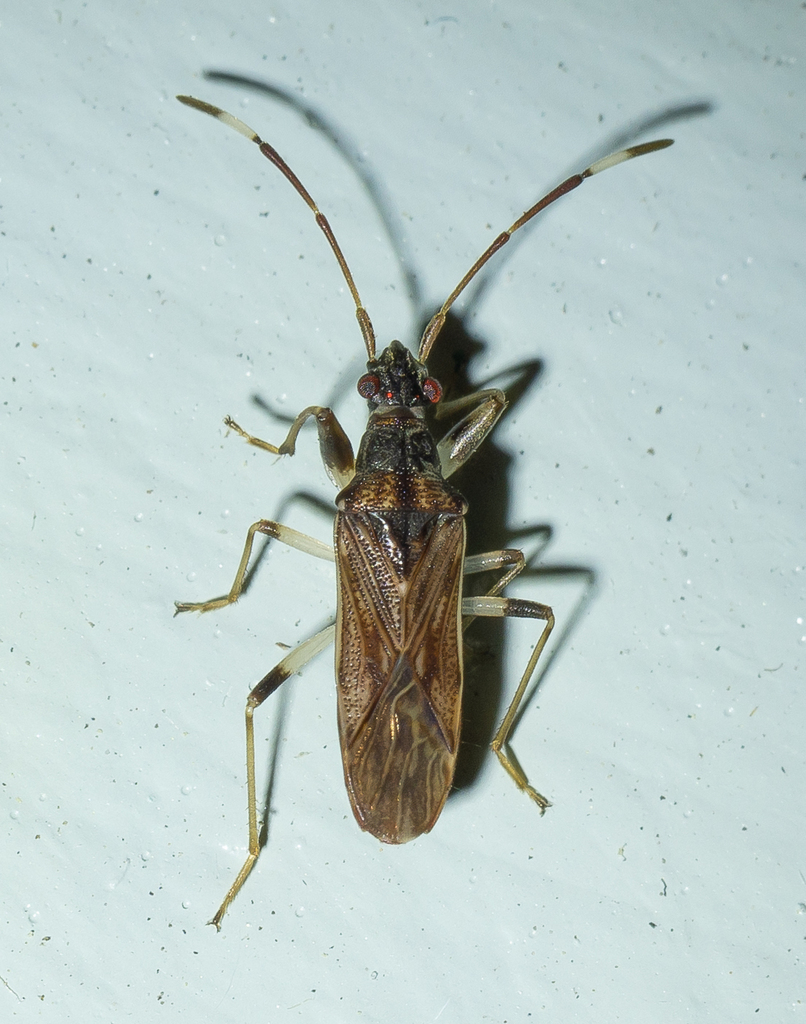Woodwardocoris