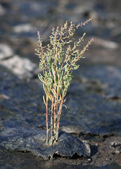 Suaeda heteroptera