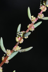 Suaeda heteroptera