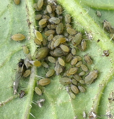 Lipaphis pseudobrassicae