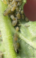 Lipaphis pseudobrassicae