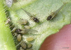 Lipaphis pseudobrassicae