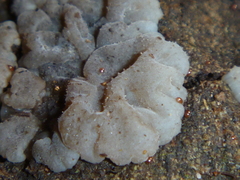 Exidia novozealandica