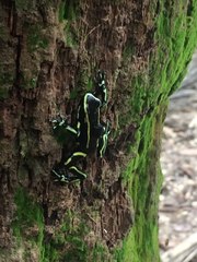Dendrobates truncatus