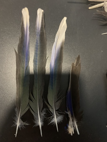 Plume de Perruche omnicolore