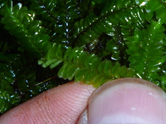 Chiloscyphus coalitus