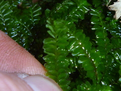 Chiloscyphus coalitus