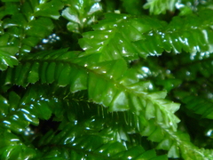 Chiloscyphus coalitus