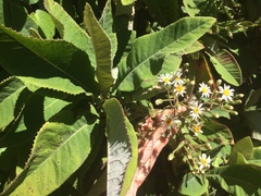 Brachyglottis hectorii