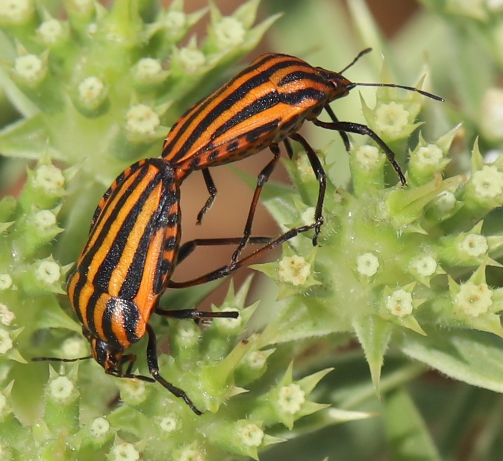 North African and Sicilian Striped Shield Bug (Graphosoma lineatum