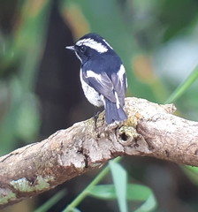 Ficedula westermanni